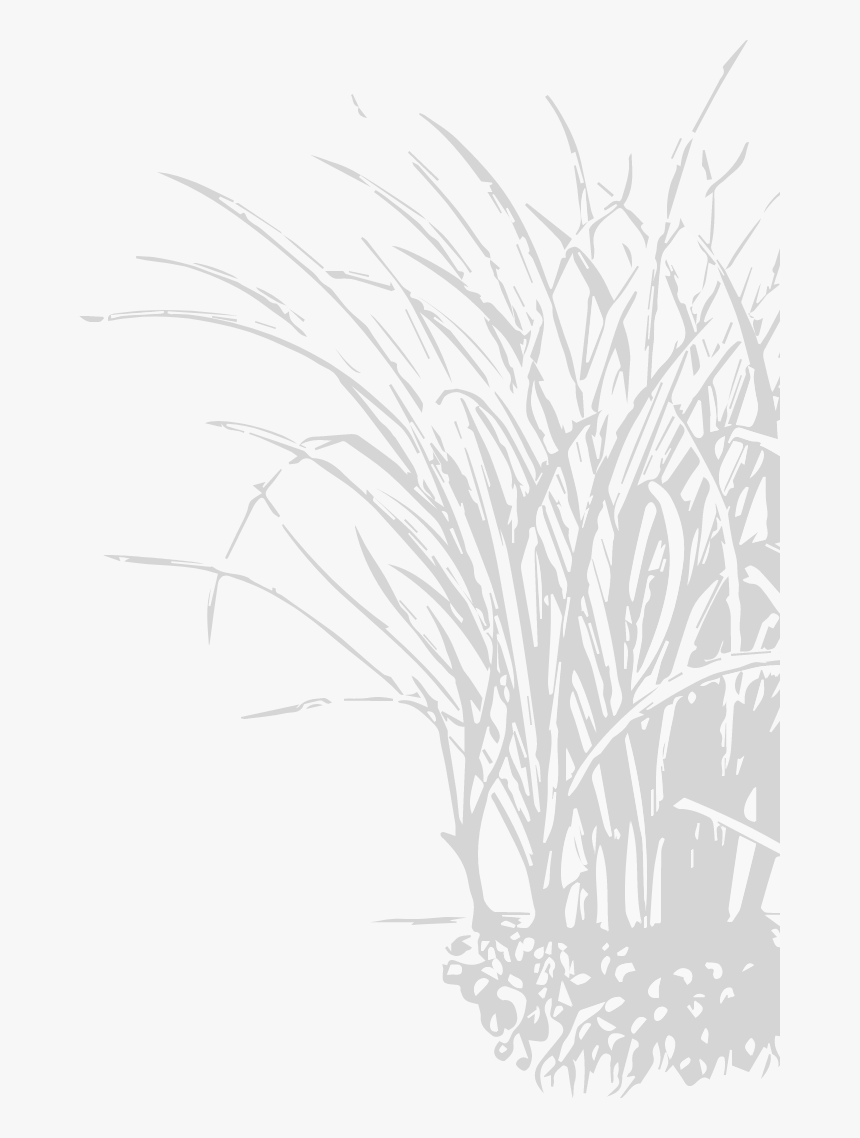 Sketch, HD Png Download