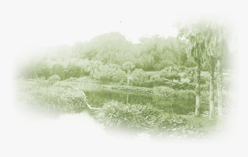 Tree, HD Png Download