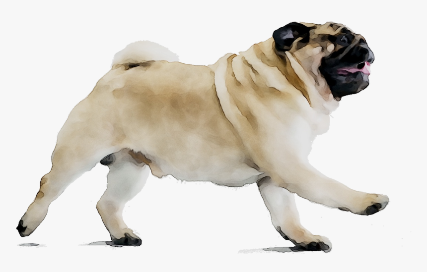 Puggle Dog Breed Beagle Companion Dog - Pug On Diet, HD Png Download