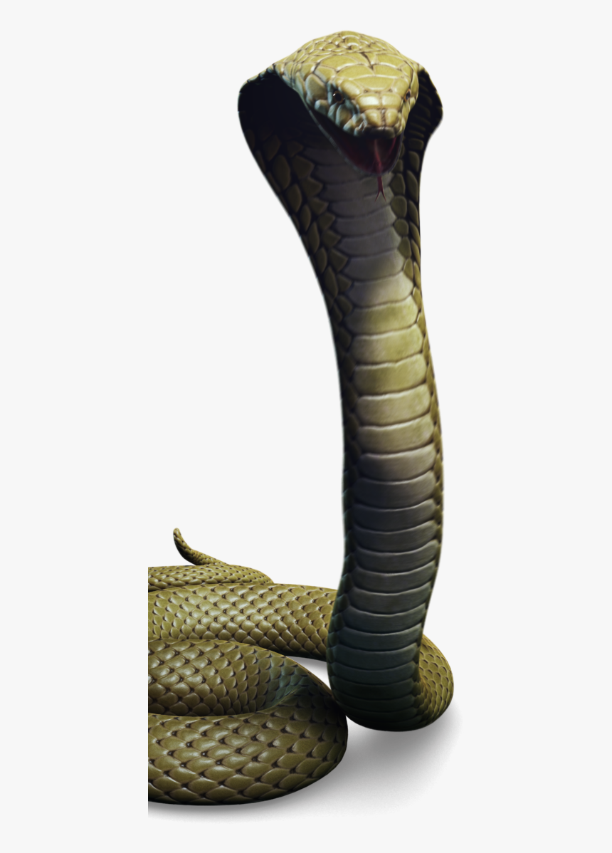 02 Character Cobra Jungle Thumbnail - King Cobra, HD Png Download