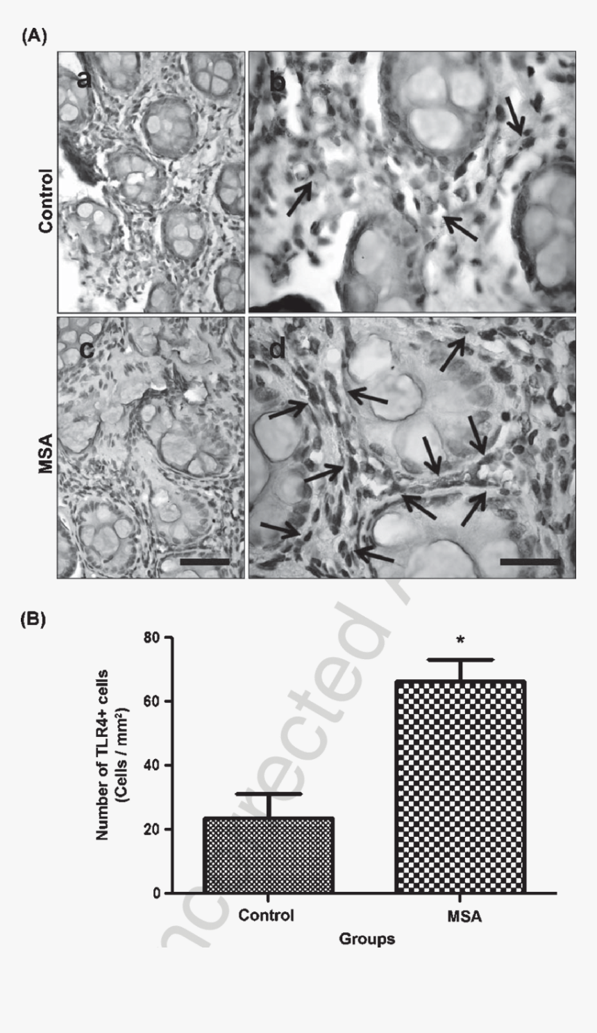 Monochrome, HD Png Download