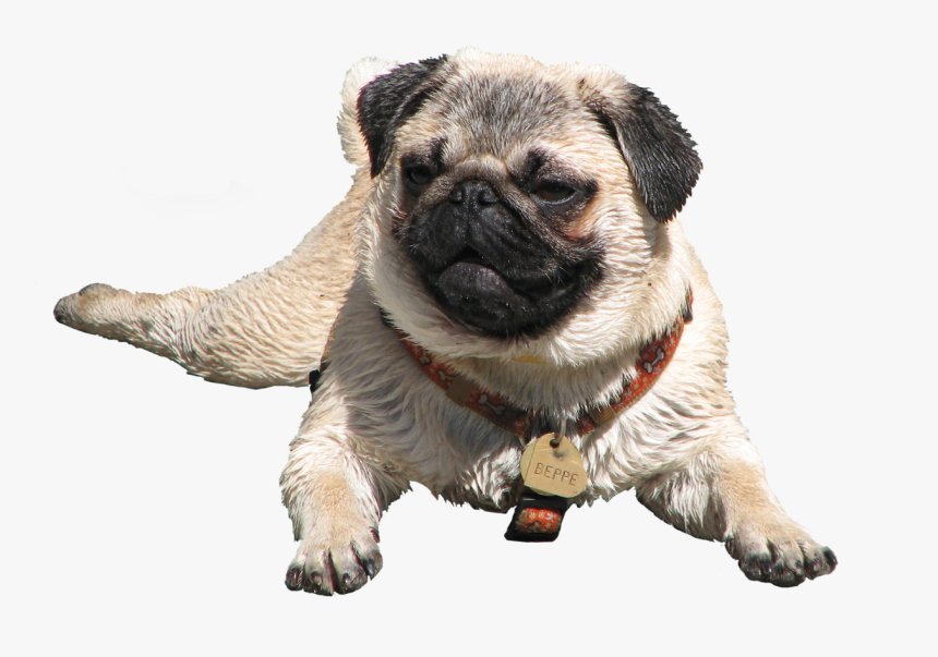 Wet Pug, HD Png Download