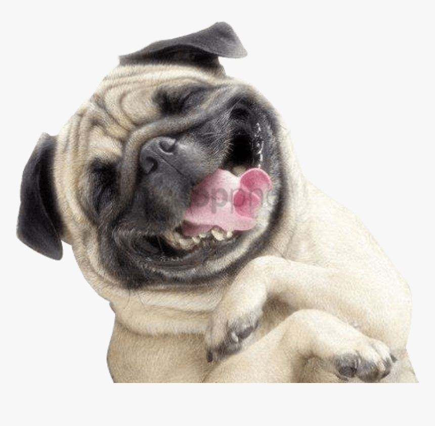 Smile Image With Transparent - Happy Dog Png Transparent, Png Download
