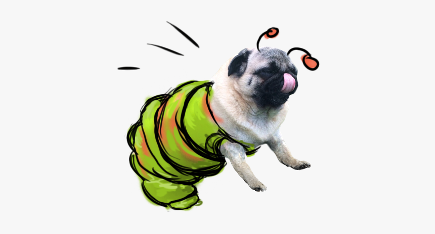Puggerpillar Likes Spring - Pug, HD Png Download