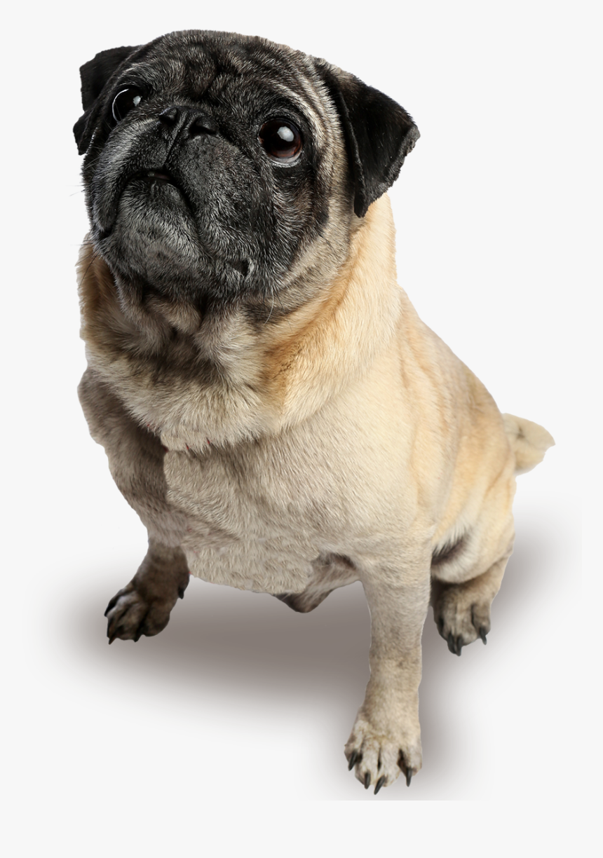 Pug, HD Png Download