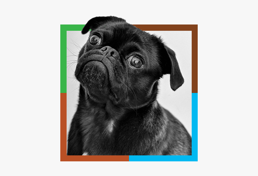 Pug, HD Png Download