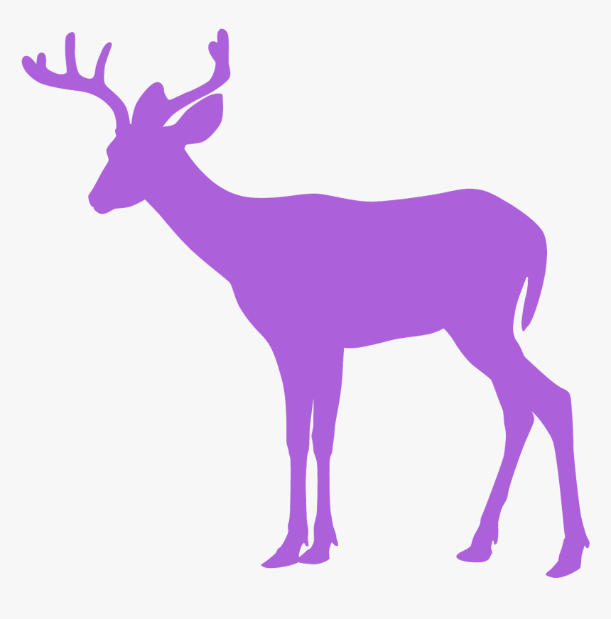 Whitetail Deer Deer Silhouette Clipart, HD Png Download
