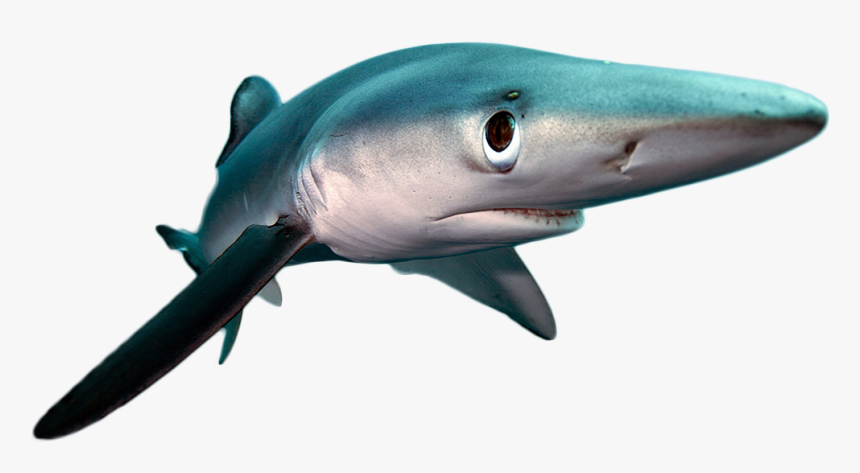 Tiger Shark, HD Png Download
