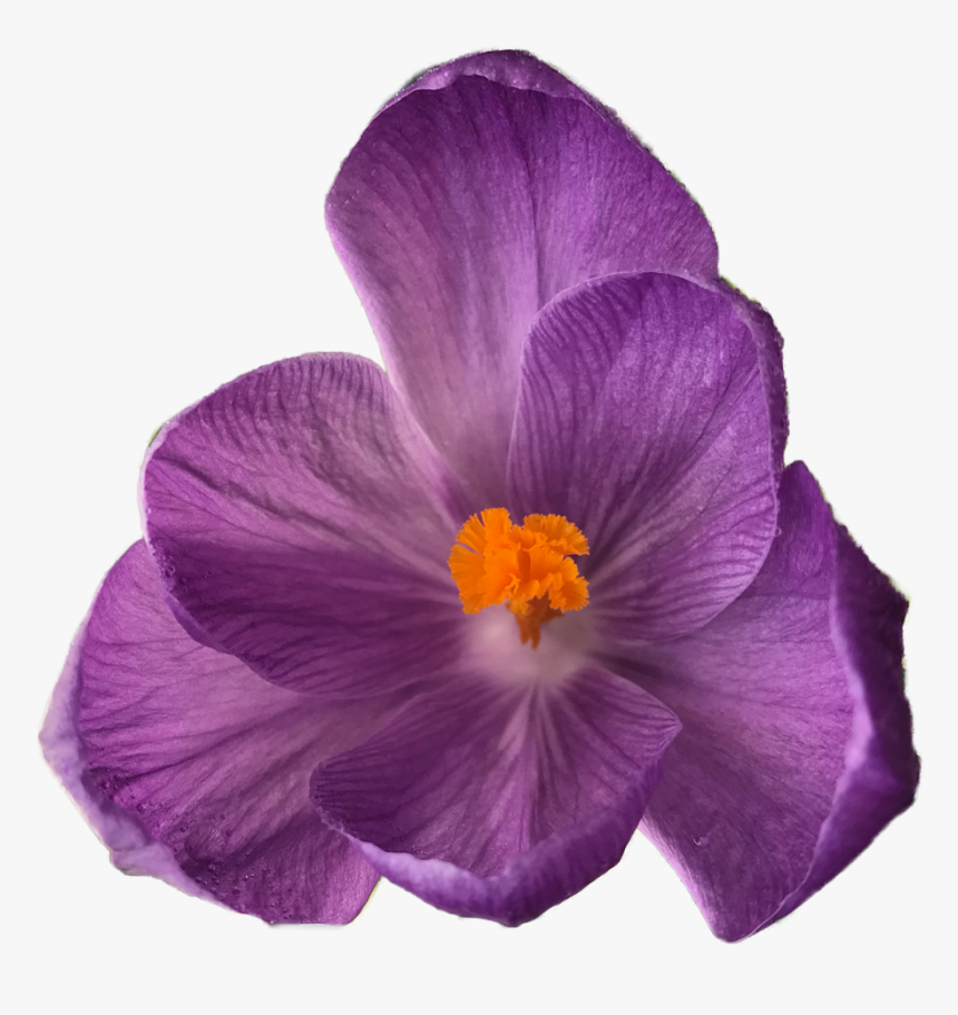 Clip Art Crocus Is A Genus - Flowers On Clear Background, HD Png Download
