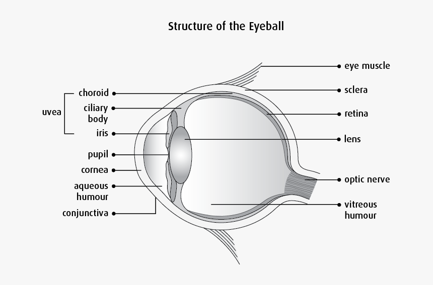 Eye Muscle Png - Clear Structure Of Eye, Transparent Png