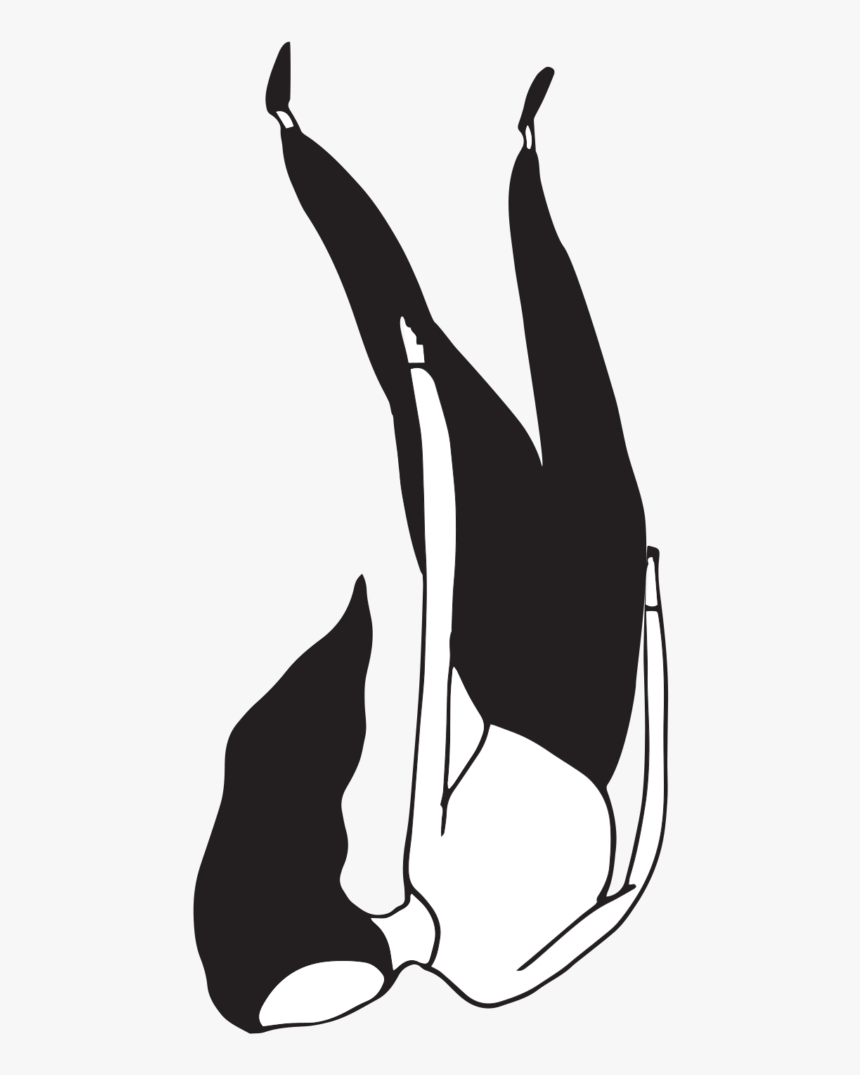 Illustration, HD Png Download