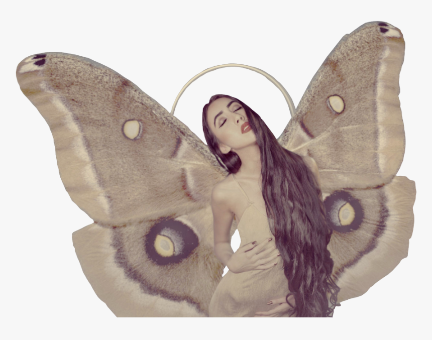 Brush-footed Butterfly, HD Png Download