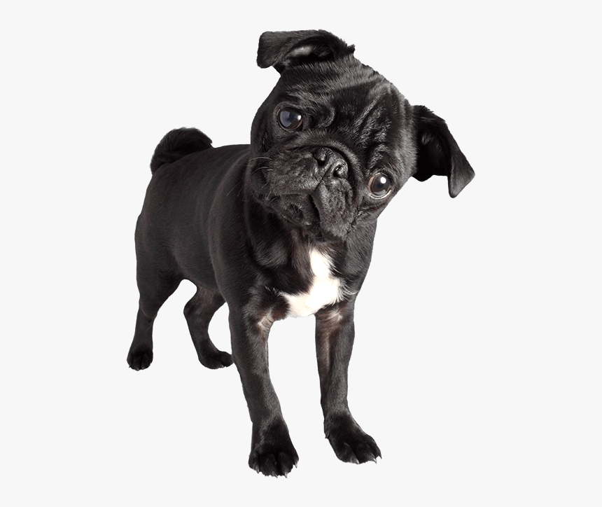 Black Pug Png - Black Pug Images Png, Transparent Png