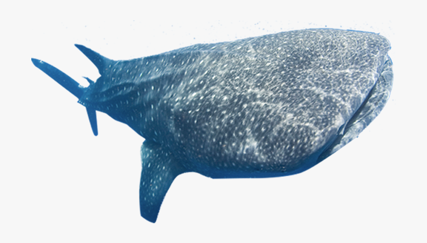 Whale Shark, HD Png Download
