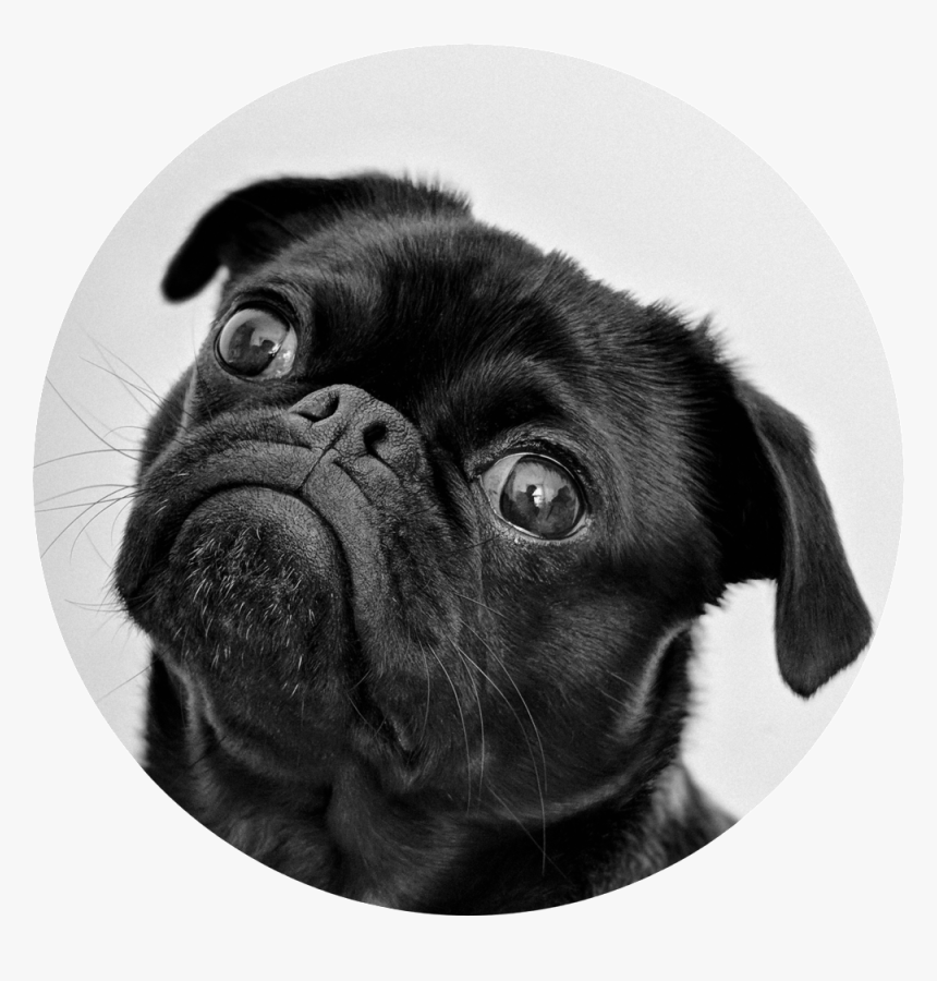 Animal Black White - Dog Pug Png, Transparent Png