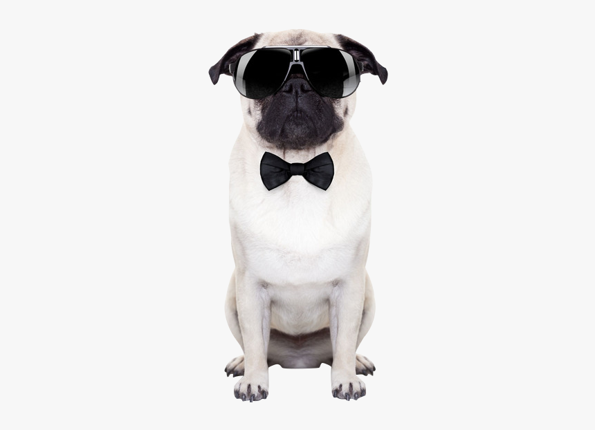 Puggle Sunglasses Stock Photography Puppy - Dog With Sunglasses Transparent, HD Png Download