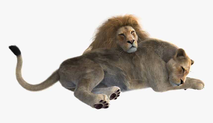 Lion, Pair, Predator, Cat, Big Cat, Wildcat, Together - Lion Male And Female Png, Transparent Png