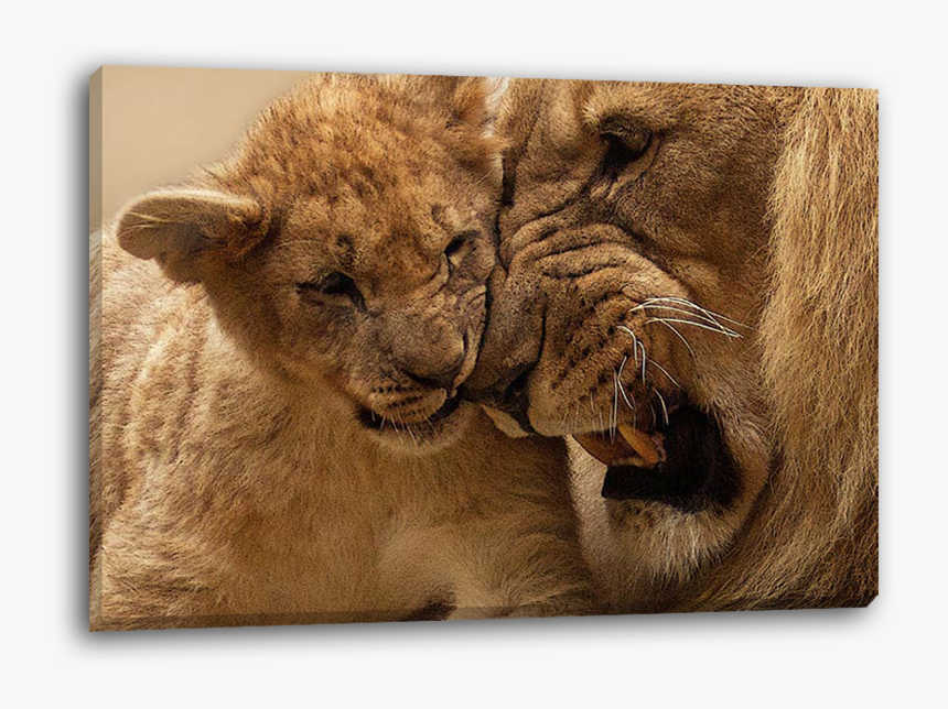 Transparent Lion Cub Png, Png Download