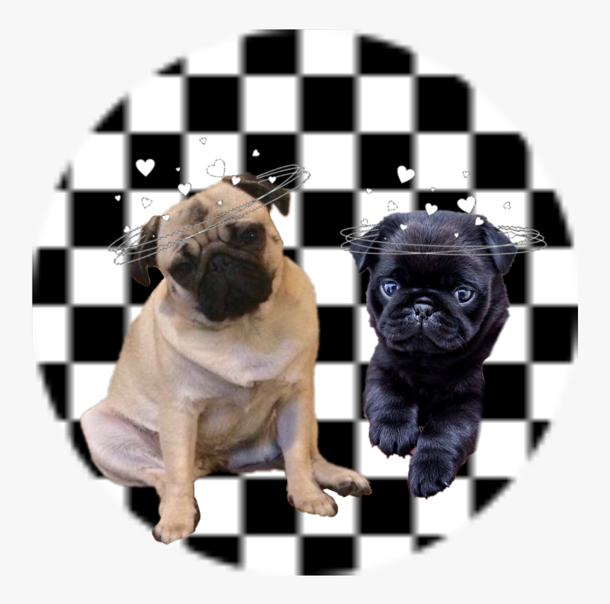 Pugs❤️ - Turkish Coffee Cup Black And White, HD Png Download