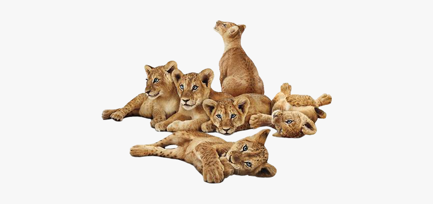 #lions #lion #lioncub #lioncubs #animals - Transparent Lion Cub Png, Png Download