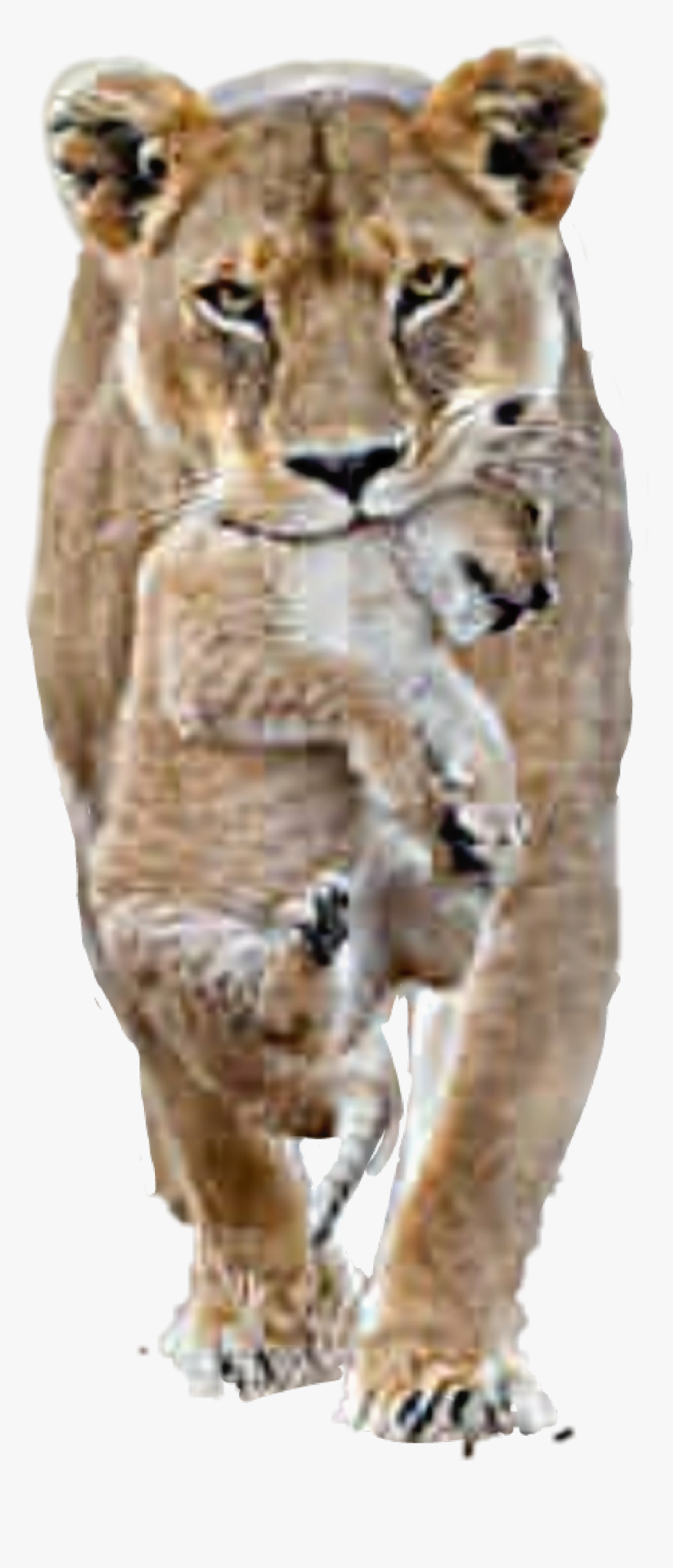 #lion #lioness #cub - Male Female Lion Lions, HD Png Download