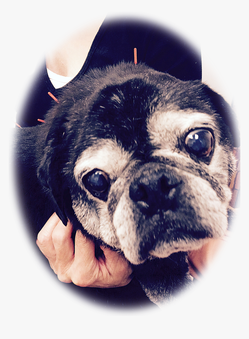 Black Pug - Pug, HD Png Download