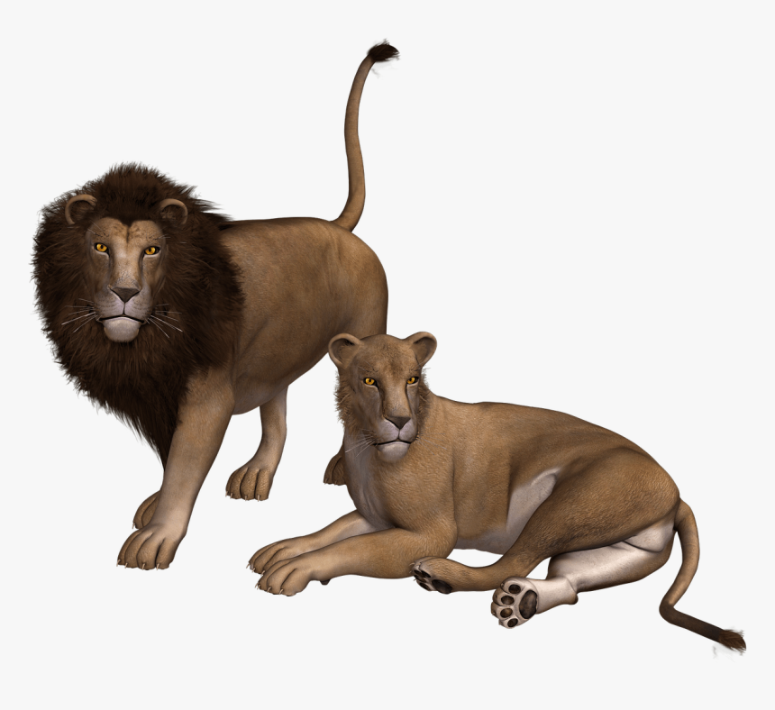 Lion Couple Clipart - Transparent Lion And Lioness Png, Png Download