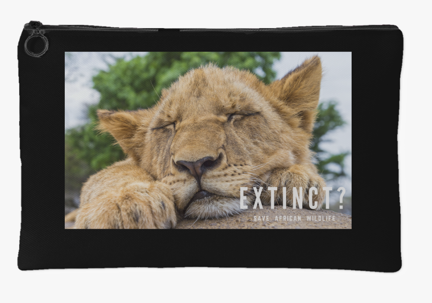 Lion, HD Png Download