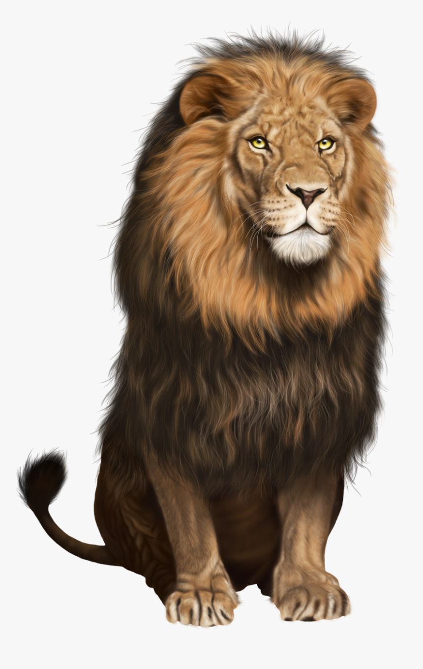 Lion Png, Transparent Png