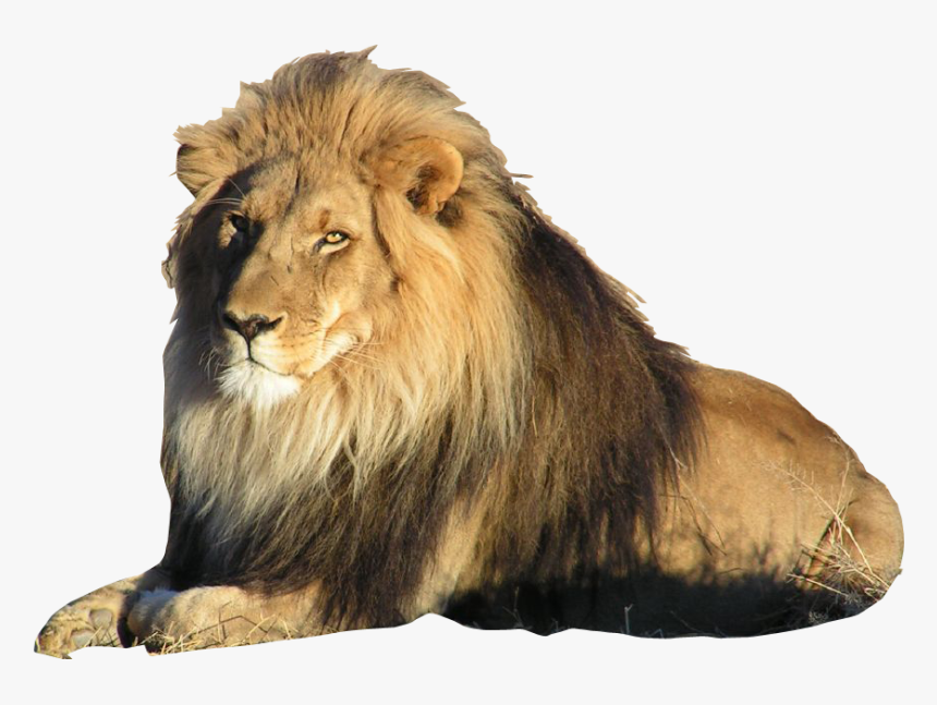Lion On Transparent Background, HD Png Download