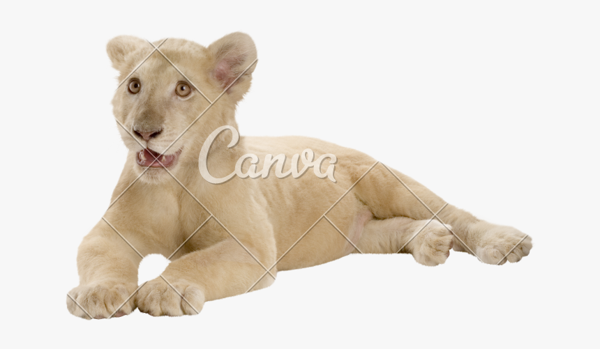 Lion Cub Png, Transparent Png