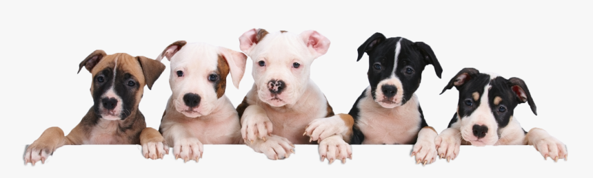 Petland Naperville Puppy Package Value - Puppies Png, Transparent Png