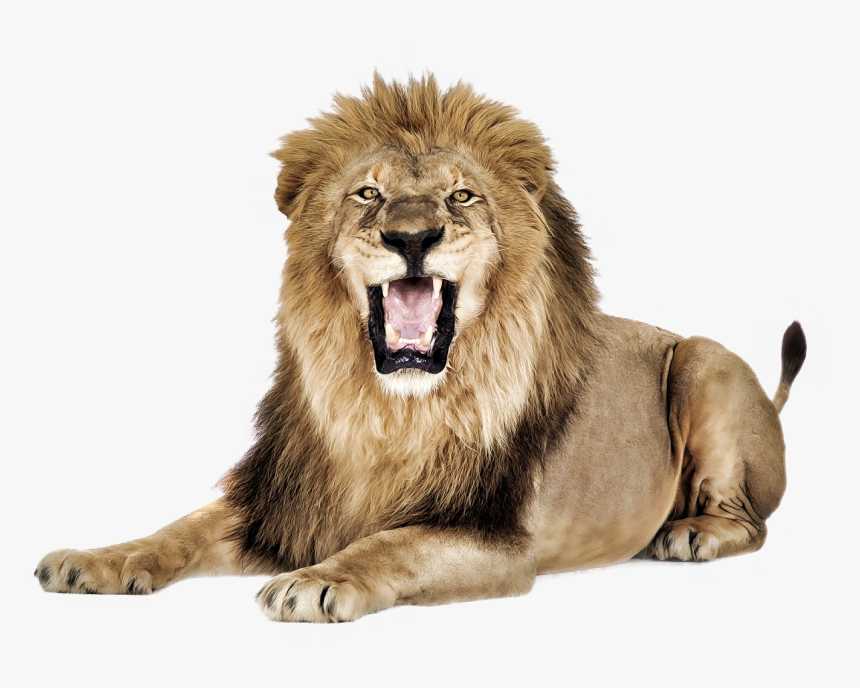 Lion Png - Lion Images Png, Transparent Png