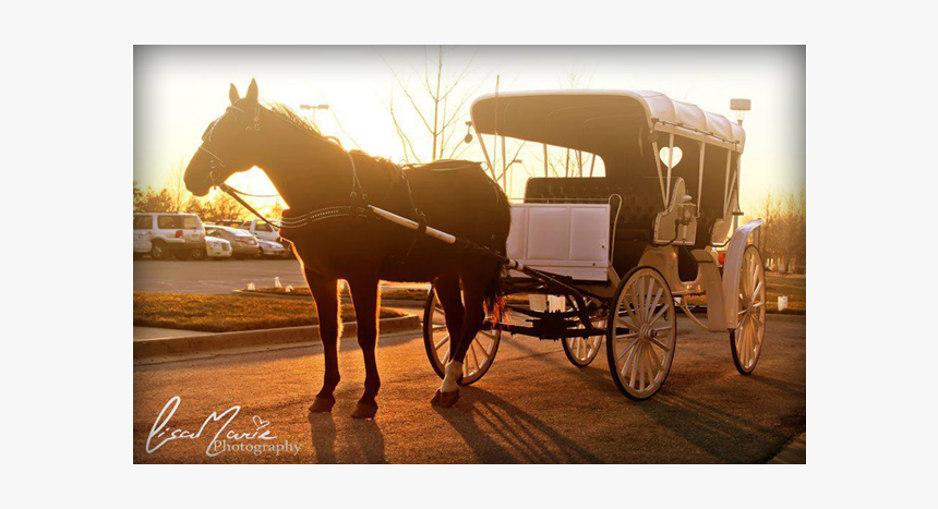 Horse Drawn Carriages - Horse And Buggy, HD Png Download