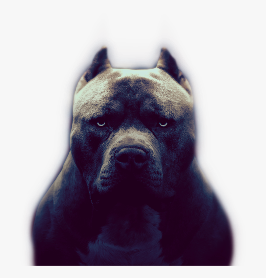 Pit Bull, HD Png Download
