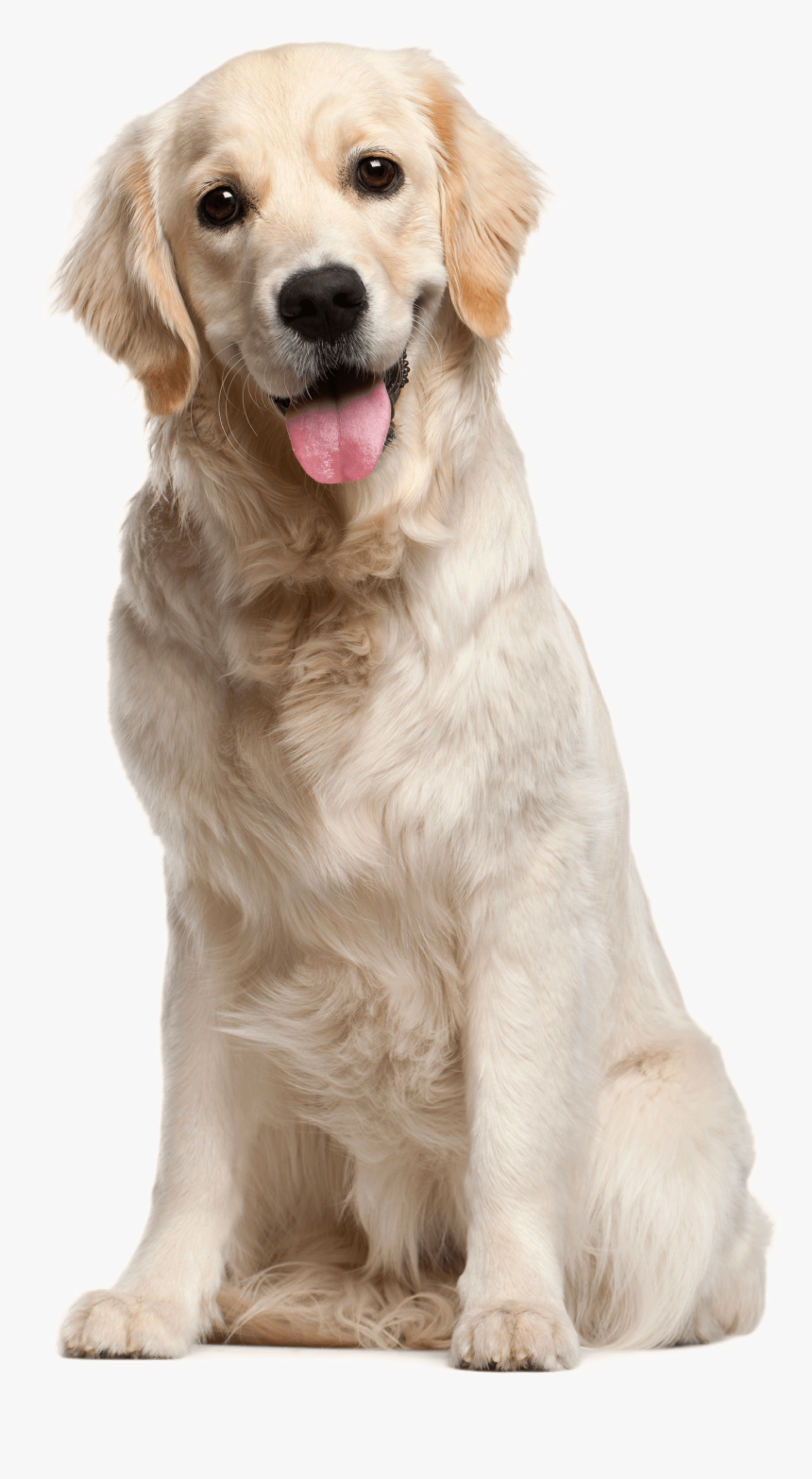 Kisspng Dog Grooming Puppy Cat Pet White Dog 5a70ac435552b0 - Golden Retriever, Transparent Png