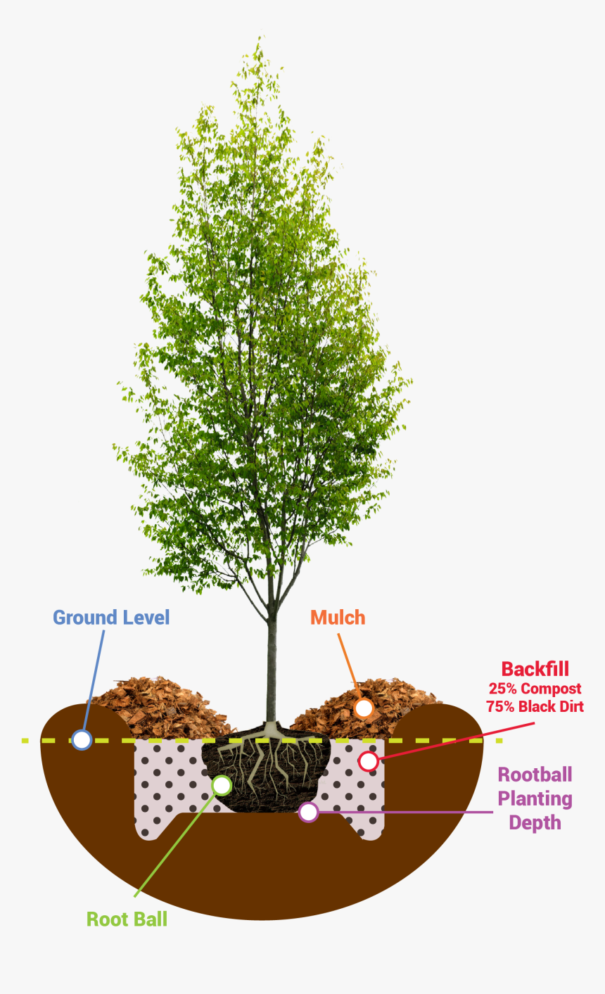 Planting Guide - Young Tree, HD Png Download
