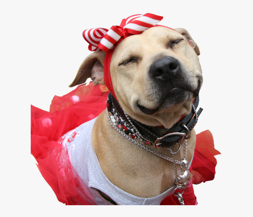 Kammie - Companion Dog, HD Png Download