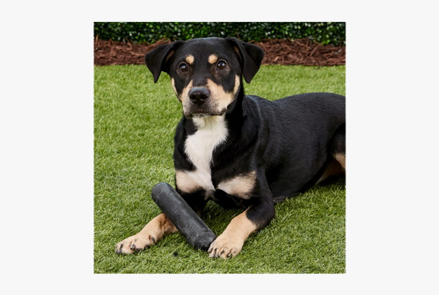 Goughnuts Pit Bull Gifts - Companion Dog, HD Png Download