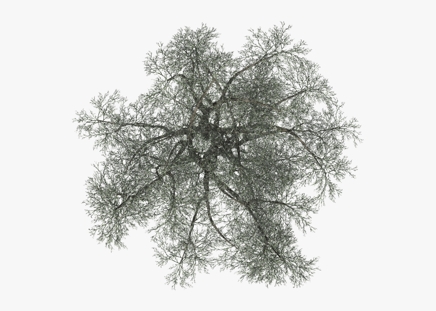 Tree Top Png - Pond Pine, Transparent Png