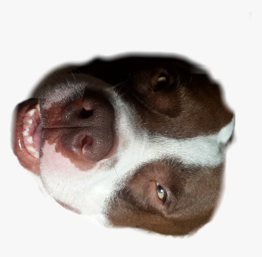 #puppy #dear #dog #mylove #pitbull #sticker - Companion Dog, HD Png Download
