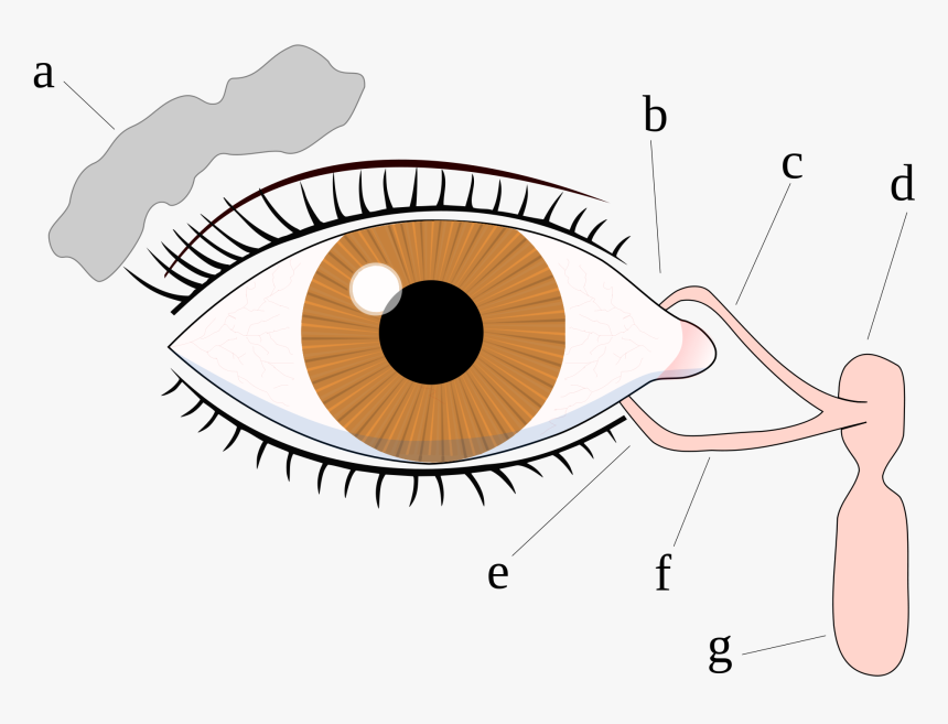 Eyes Crying Png Clip Art Black And White Library - Eye Does A Tear Come, Transparent Png