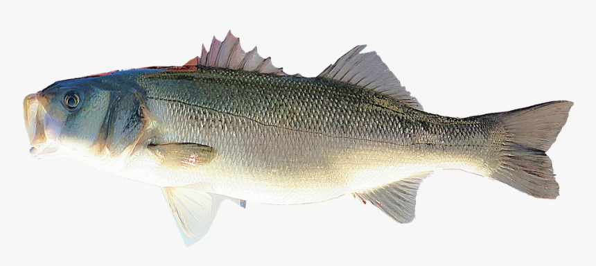 Transparent Striper Png - ปลา ทะเล Png, Png Download