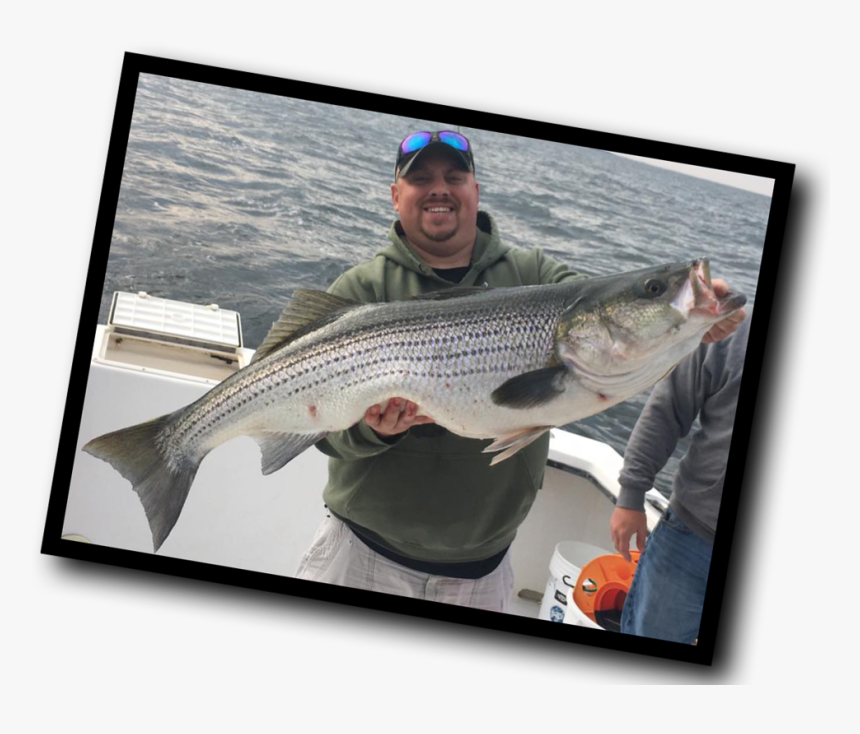 Transparent Striper Png - Pull Fish Out Of Water, Png Download