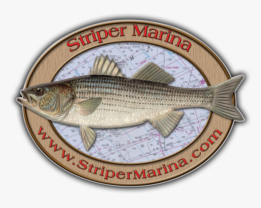 Bass, HD Png Download