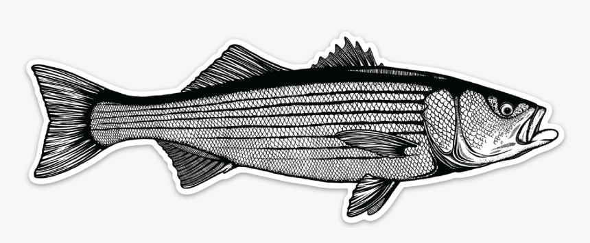 Striper Decal-01, HD Png Download