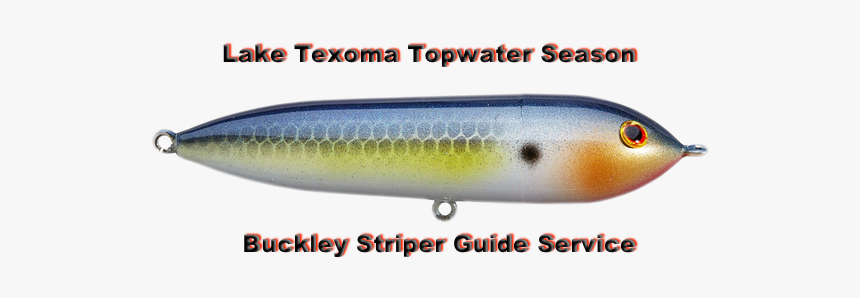 Texoma Topwater Season - Pomacentridae, HD Png Download