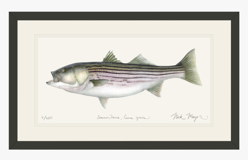 Striped Bass, HD Png Download