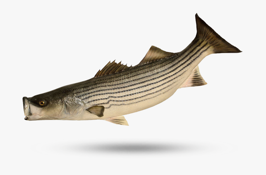 Wild Striped Bass - Striped Bass, HD Png Download