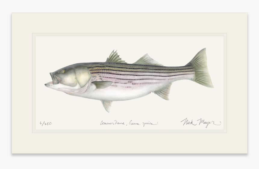 Striped Bass, HD Png Download